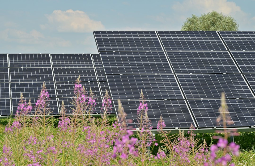 Paneles Monocristalinos vs Policristalinos: Rendimiento, Coste y Eficiencia: black solar panels on purple flower field during daytime